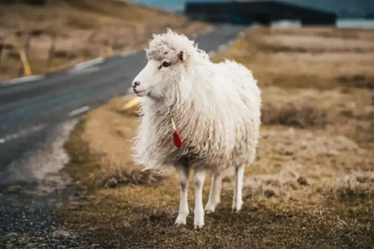 The Meaning of the Parable of the Lost Sheep