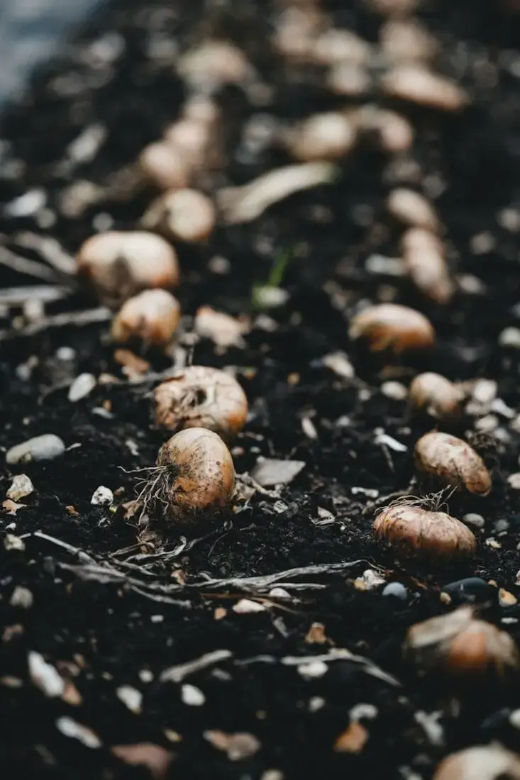 Meaning of the Parable of the Sower