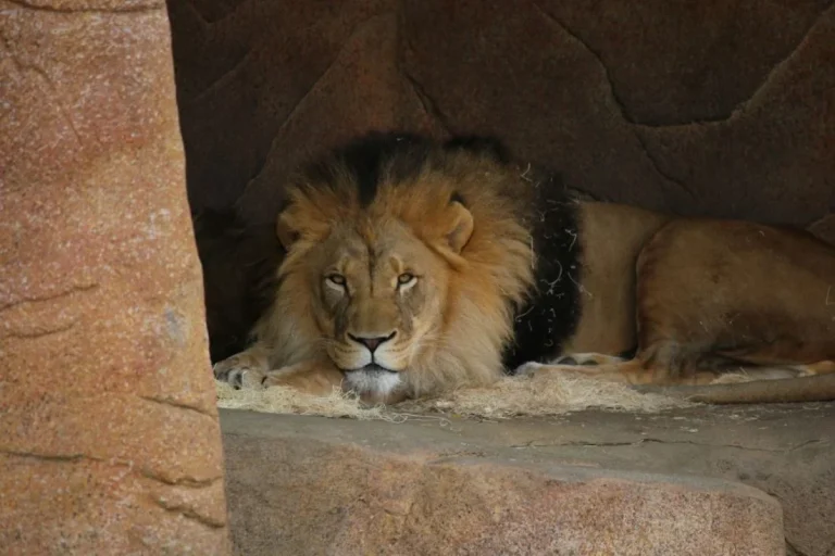 Daniel Survives the Lions' Den