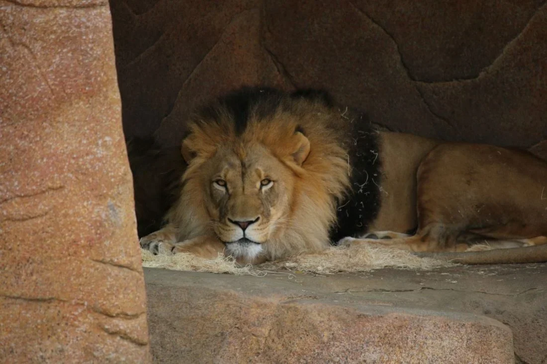 Daniel Survives the Lions' Den